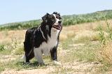 BORDER COLLIE 260
